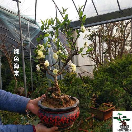 怎么嫁接海棠下山桩的方法 图片