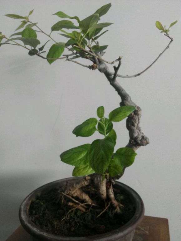 怎么嫁接海棠下山桩的方法 图片