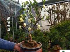 怎么嫁接海棠下山桩的方法 图片