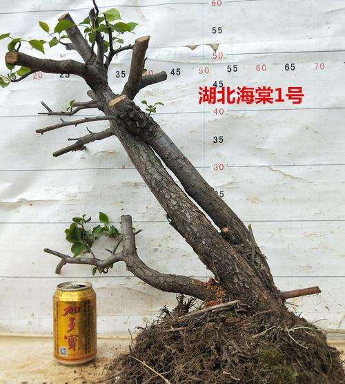 月季能否嫁接在海棠下山桩吗 图片