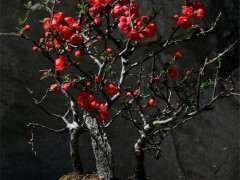 海棠下山桩用什么桩嫁接 最好 图片