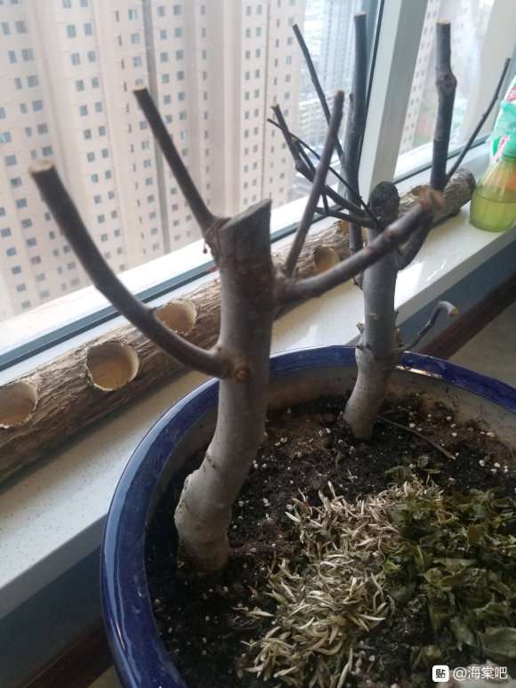 这到底是不是海棠下山桩 怎么区别 图片