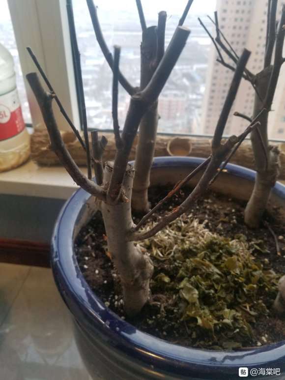 这到底是不是海棠下山桩 怎么区别 图片