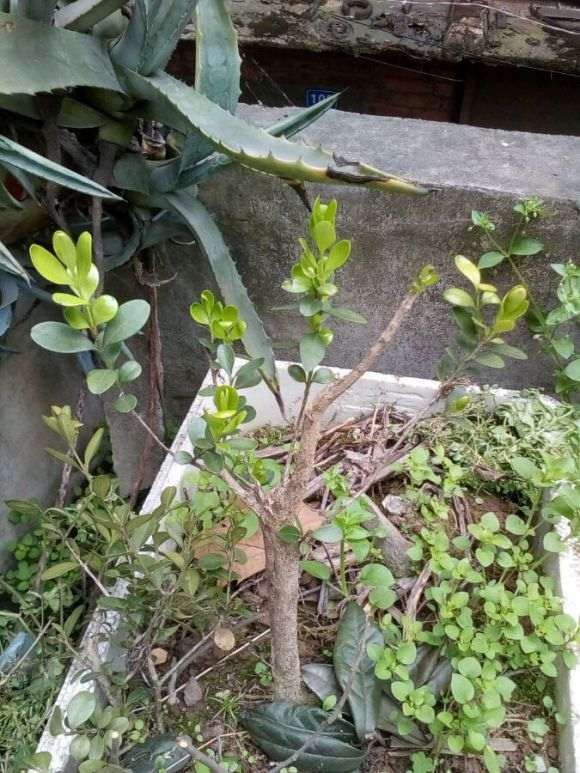 野生海棠下山桩开花了 怎么样 图片