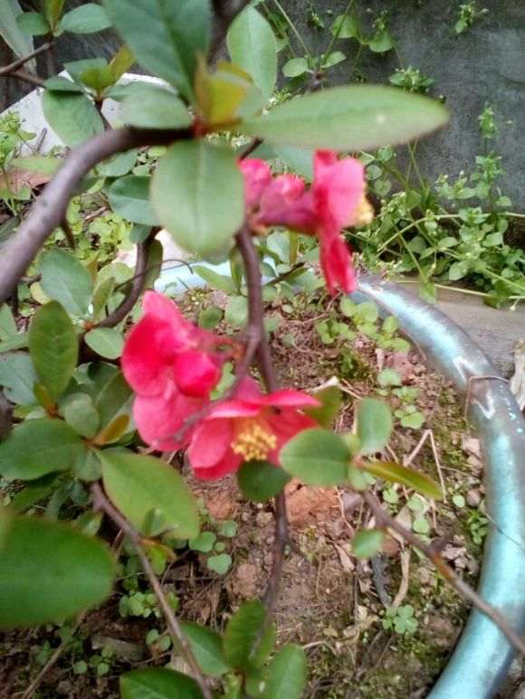 野生海棠下山桩开花了 怎么样 图片