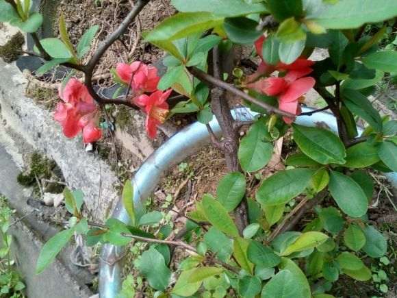 野生海棠下山桩开花了 怎么样 图片