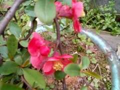 野生海棠下山桩开花了 可以吗 图片