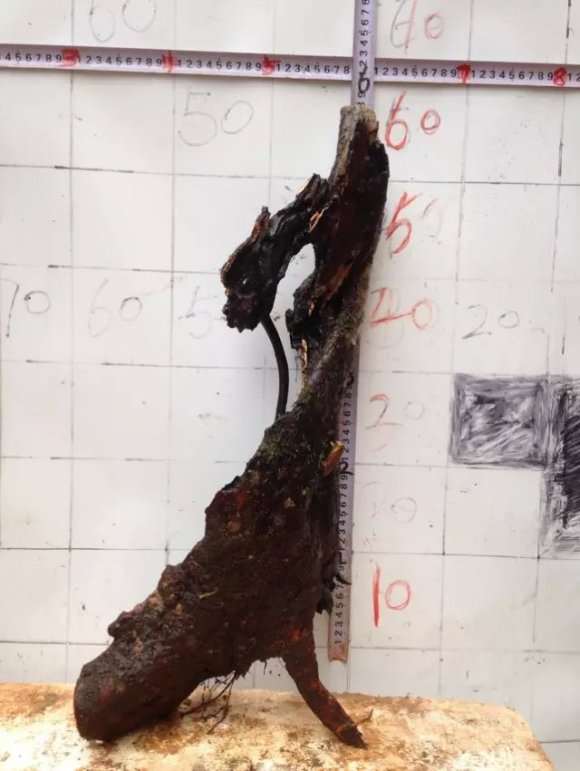 垂丝海棠下山桩到泉州多少钱 图片