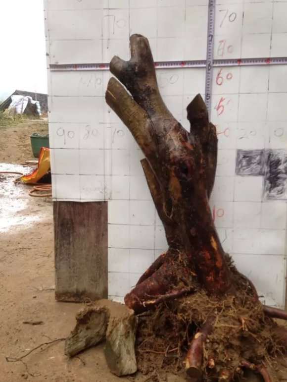 垂丝海棠下山桩到泉州多少钱 图片