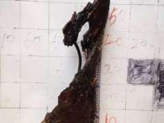 垂丝海棠下山桩到泉州多少钱 图片