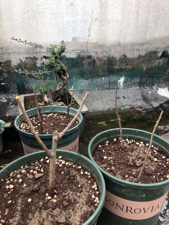 原生海棠下山桩上盆了 怎么样 图片