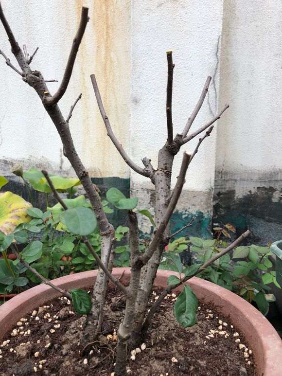 原生海棠下山桩上盆了 怎么样 图片