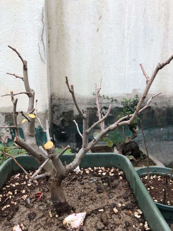 原生海棠下山桩上盆了 怎么样 图片