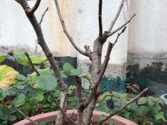 原生海棠下山桩上盆了 可以吗 图片