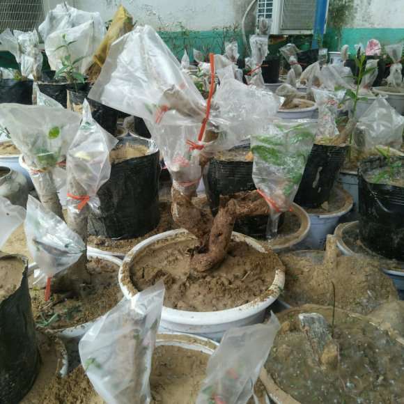 海棠下山桩怎么缓苗的方法 图片