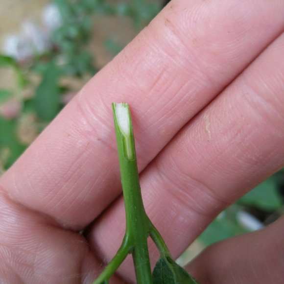 海棠下山桩怎么缓苗的方法 图片