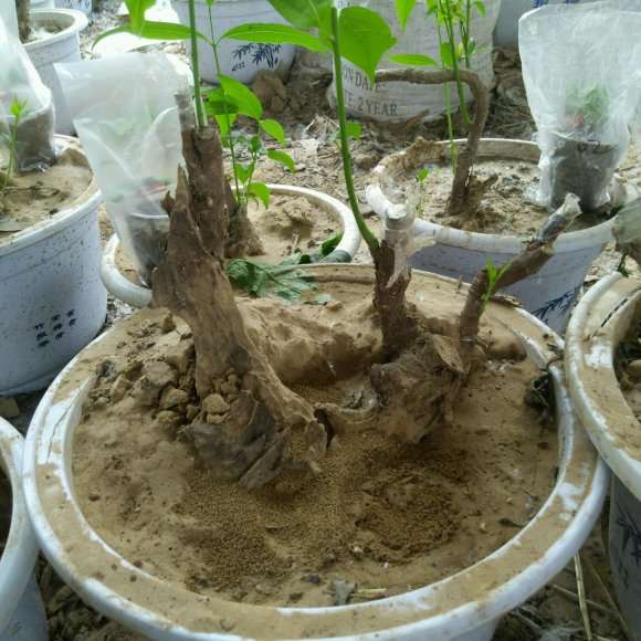 海棠下山桩怎么缓苗的方法 图片