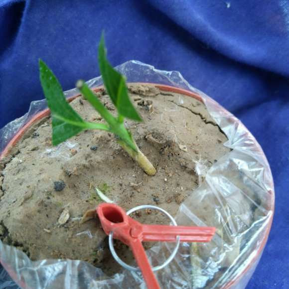 海棠下山桩怎么缓苗的方法 图片