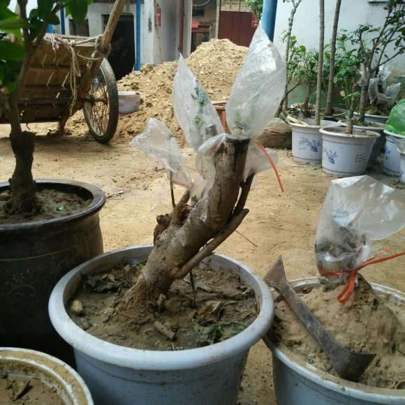 海棠下山桩怎么缓苗的方法 图片