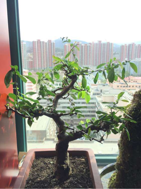 图解 海棠下山桩怎么生长的过程 图片