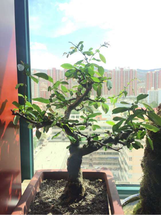 图解 海棠下山桩怎么生长的过程 图片