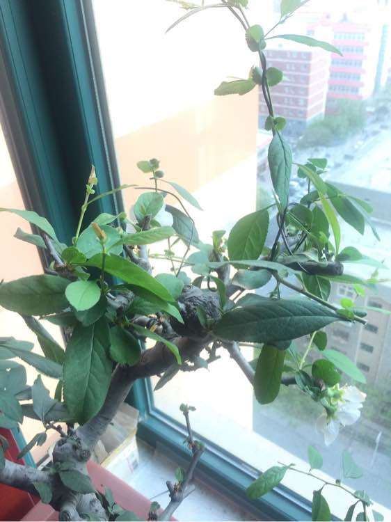 图解 海棠下山桩怎么生长的过程 图片