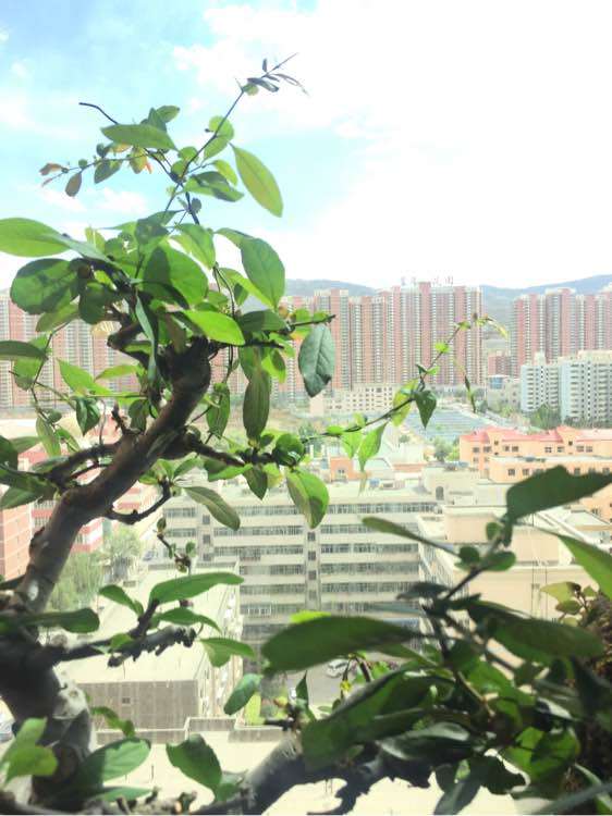 图解 海棠下山桩怎么生长的过程 图片