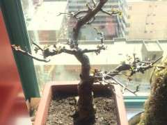 图解 海棠下山桩怎么生长的过程 图片