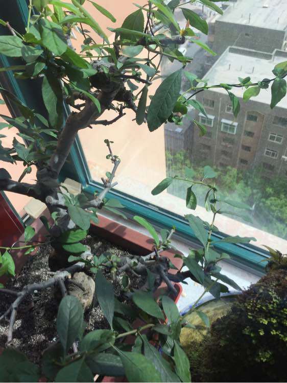 夏季海棠下山桩就开始掉叶子了 图片