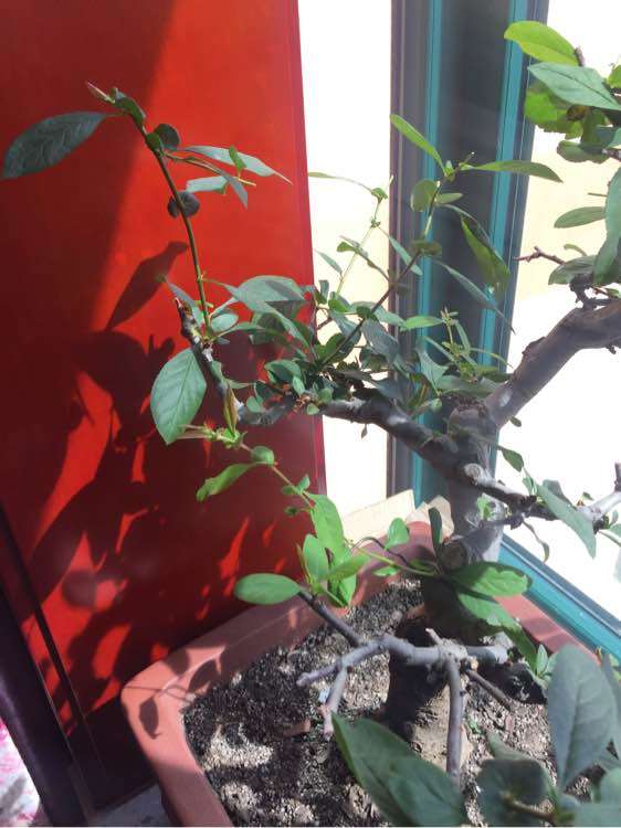 夏季海棠下山桩就开始掉叶子了 图片