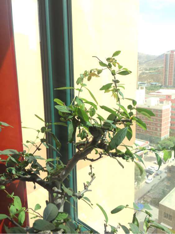 夏季海棠下山桩就开始掉叶子了 图片