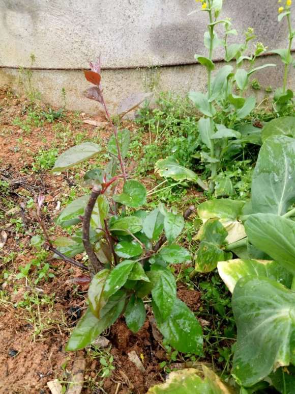 请问这货是海棠下山桩吗 怎么区别 图片