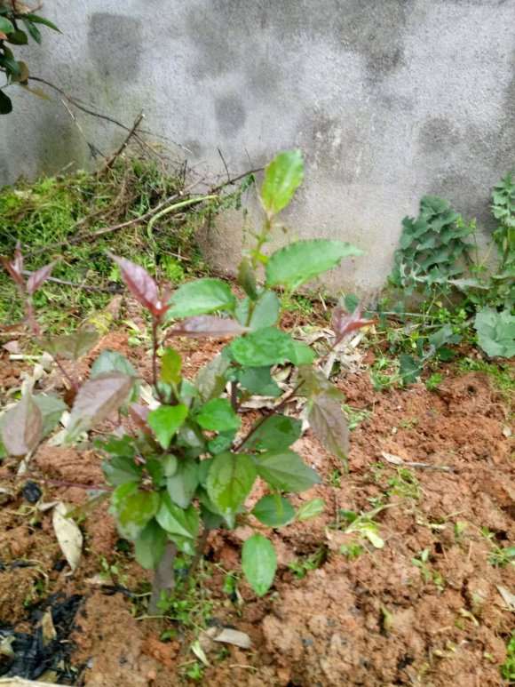 请问这货是海棠下山桩吗 怎么区别 图片