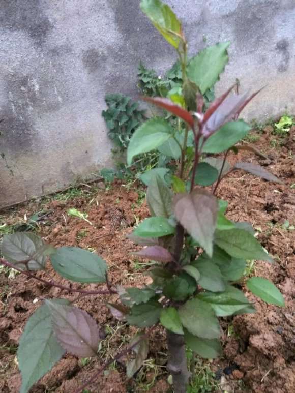 请问这货是海棠下山桩吗 怎么区别 图片