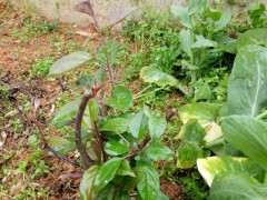 请问这货是海棠下山桩吗 怎么区别 图片