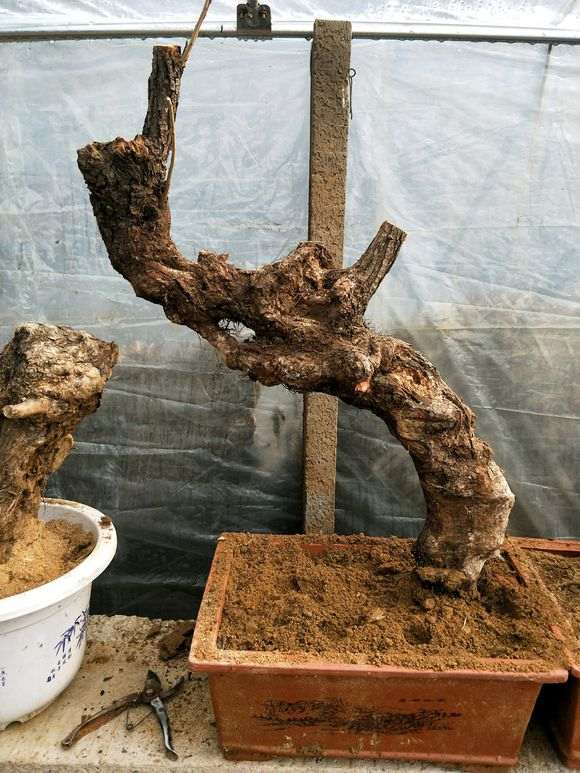 棠梨能不能嫁接海棠下山桩花啊 图片