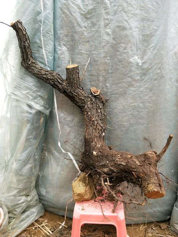 棠梨能不能嫁接海棠下山桩花啊 图片