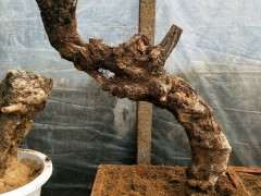 棠梨能不能嫁接海棠下山桩花啊 图片