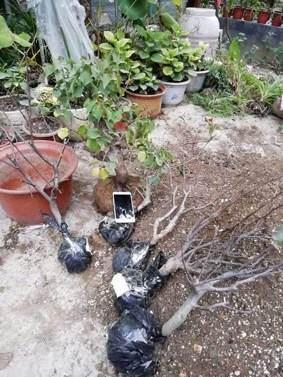 给海棠下山桩洗根到底好不好 图片