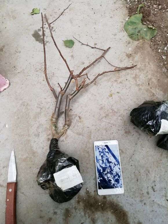 给海棠下山桩洗根到底好不好 图片