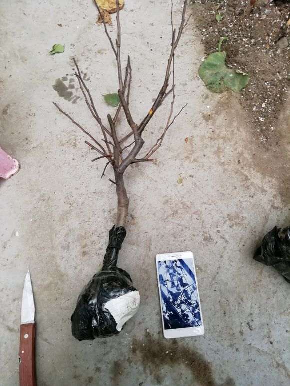 给海棠下山桩洗根到底好不好 图片