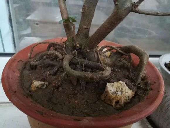 海棠下山桩 40元买的 怎么样 图片