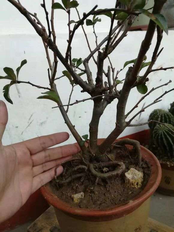 海棠下山桩 40元买的 怎么样 图片