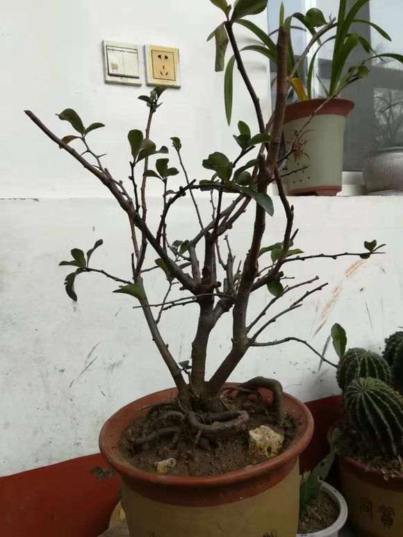 海棠下山桩 40元买的 怎么样 图片