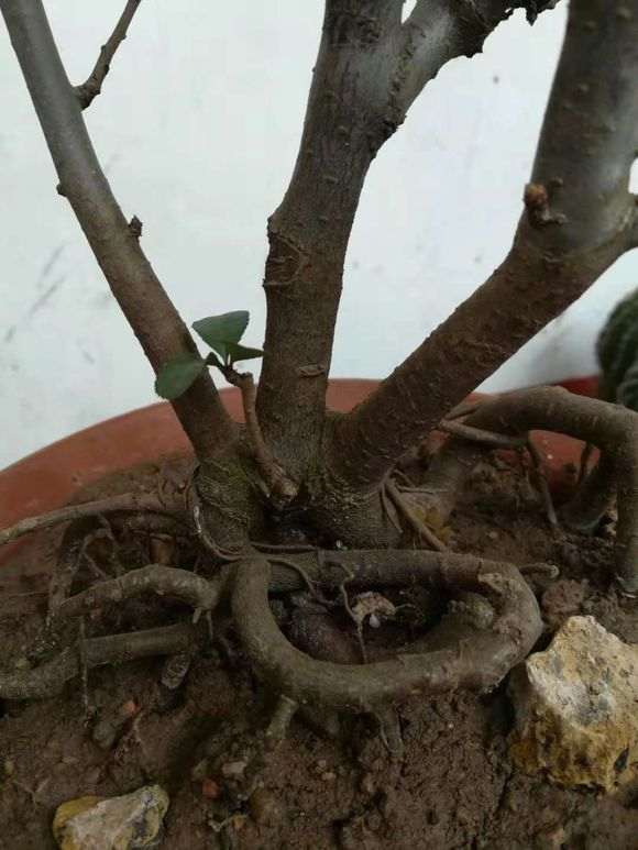 海棠下山桩 40元买的 怎么样 图片