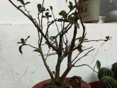 海棠下山桩 40元买的 可以吗 图片