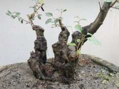 海棠下山桩老桩 10公斤 360包邮 图片