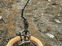 为什么原生海棠下山桩不如嫁接的好 图片