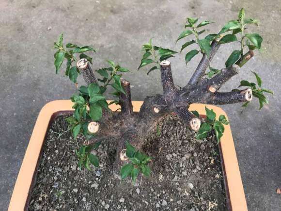 海棠下山桩已经抽条了 怎么办 图片