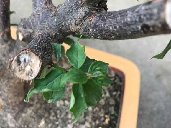 海棠下山桩已经抽条了 怎么办 图片